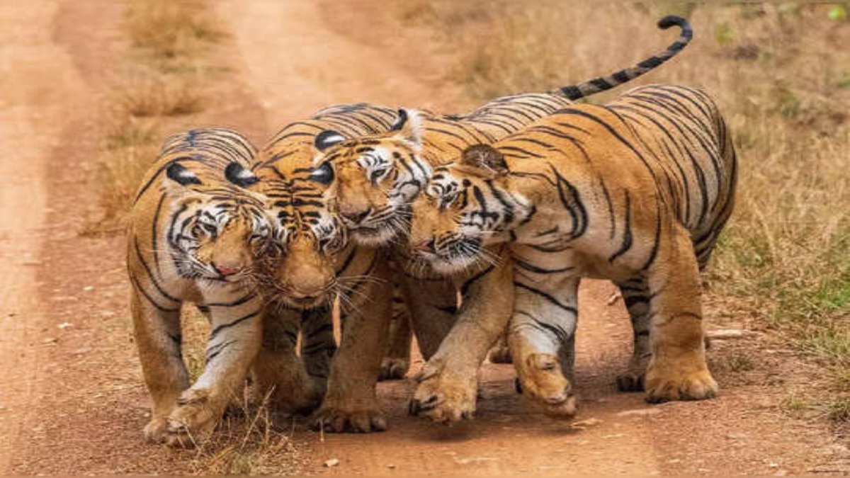 बदल रहा भोपाली बाघों का स्वभाव! फ्रेंडली हो रहे टाइगर, वन विभाग की मॉनिटरिंग में खुलासा, अब अंतरराष्ट्रीय स्तर पर होगा शोध