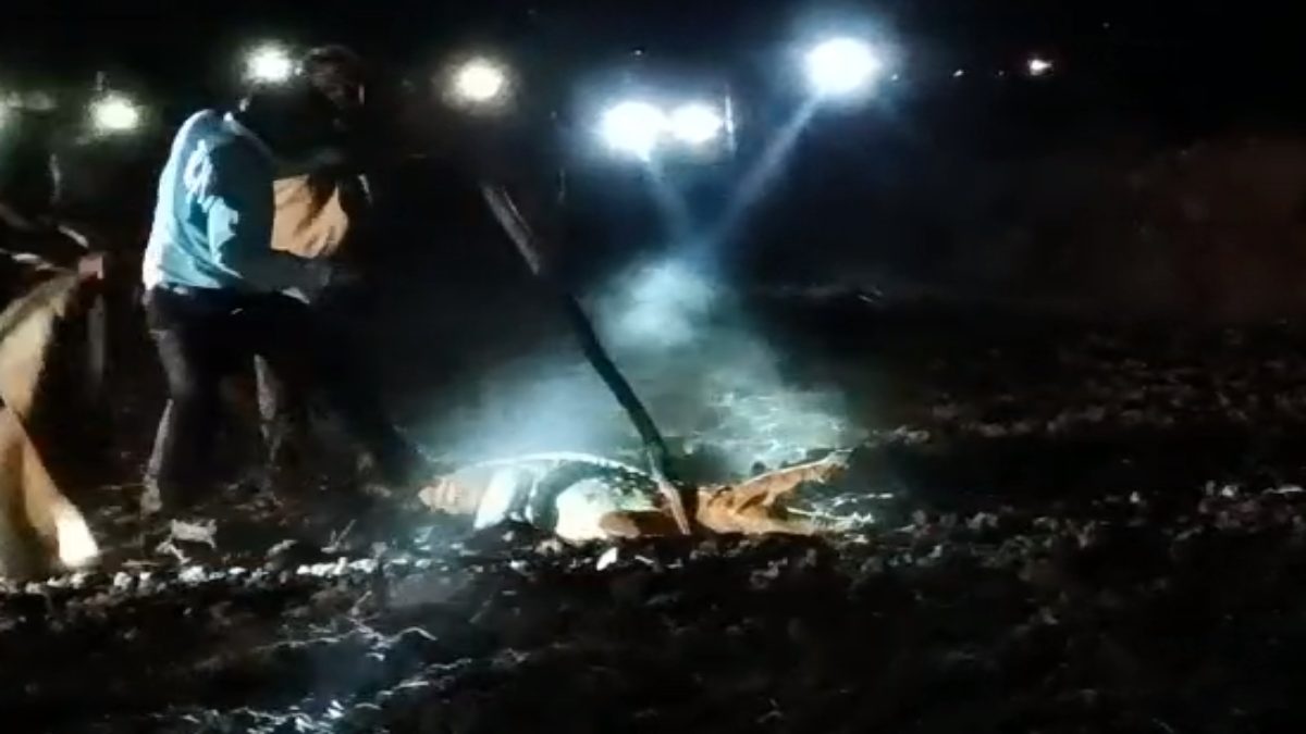 Neemuch News: निजी स्कूल के पीछे दिखा विशालकाय मगरमच्छ, डेढ़ घंटे की मशक्कत के बाद वन विभाग की ने किया रेस्क्यू