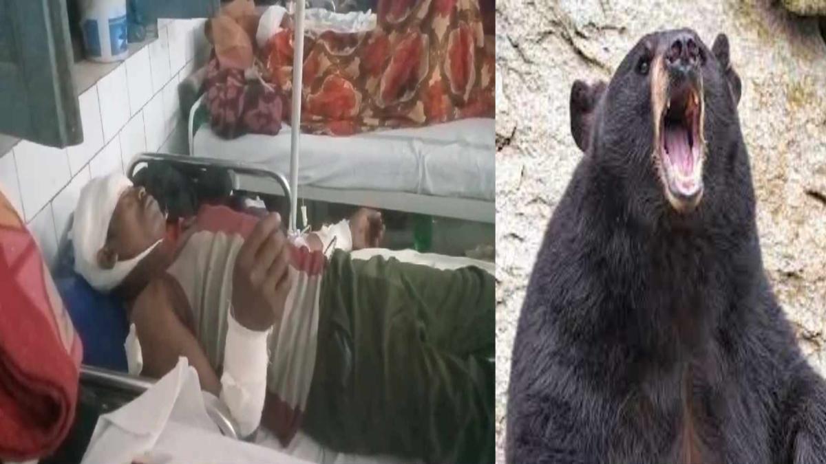 Bear Attack: लकड़ी लेने जंगल गए किसान पर खूंखार भालू ने किया हमला, हालत नाजुक