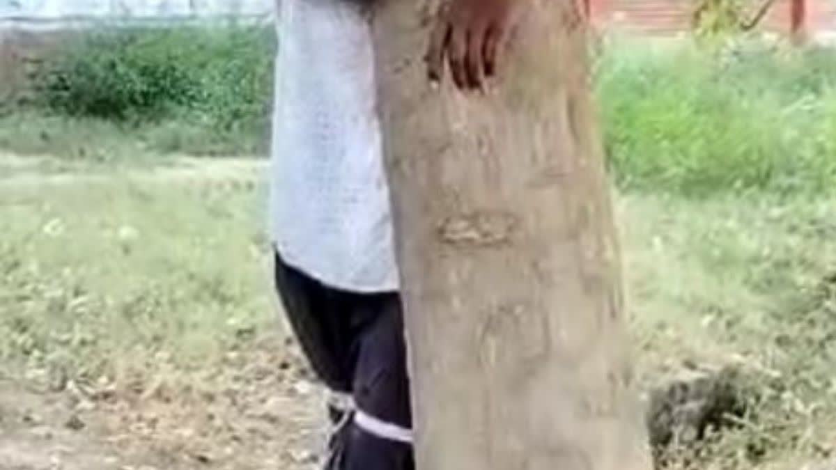 Agra: एक बोरी अनाज चुराने पर युवक को पेड़ से बांधकर पीटा, तालिबानी कृत्य का Video वायरल