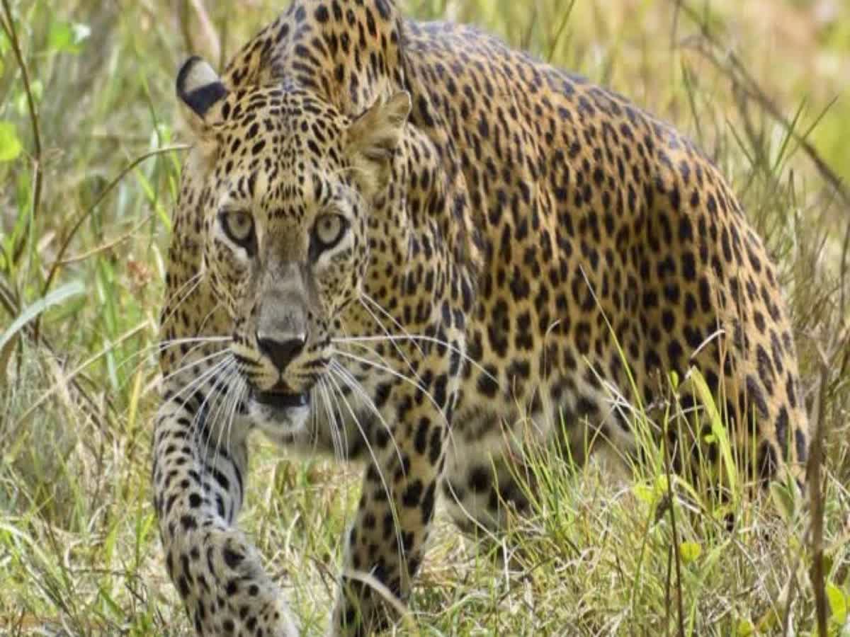 बहराइच में तेंदुए का बढ़ता आतंक, घास काट रही महिला को बनाया निशाना