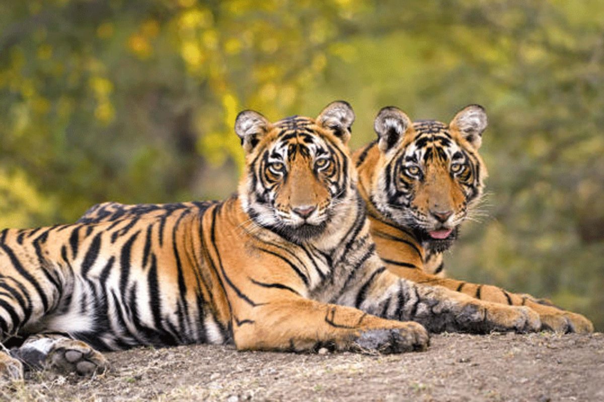Odisha News: आज से शुरू होगी ओडिशा में बाघों की जनगणना, मतगणना की प्रक्रिया करीब डेढ़ महीने तक जारी
