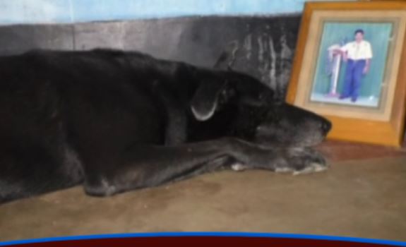 मालिक की मौत के बाद डॉगी ने बंद किया खाना-पीना, खूब बहा रहा आंसू
