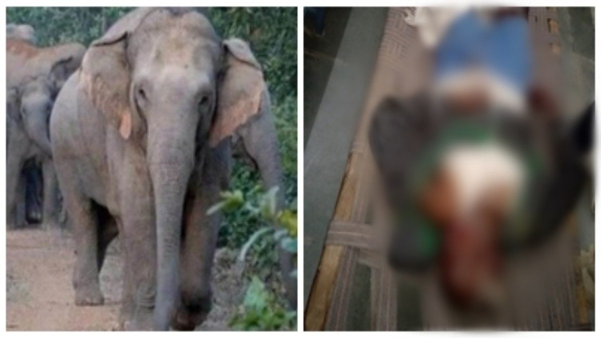 Elephant Attack: हाथी के हमले से बुजुर्ग की दर्दनाक मौत, खेत की रखवाली कर रहा था किसान