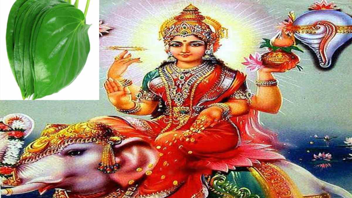 शरद पूर्णिमा के दिन करें 5 पान का ये उपाय, मां लक्ष्मी हो जाएंगी प्रसन्न …
