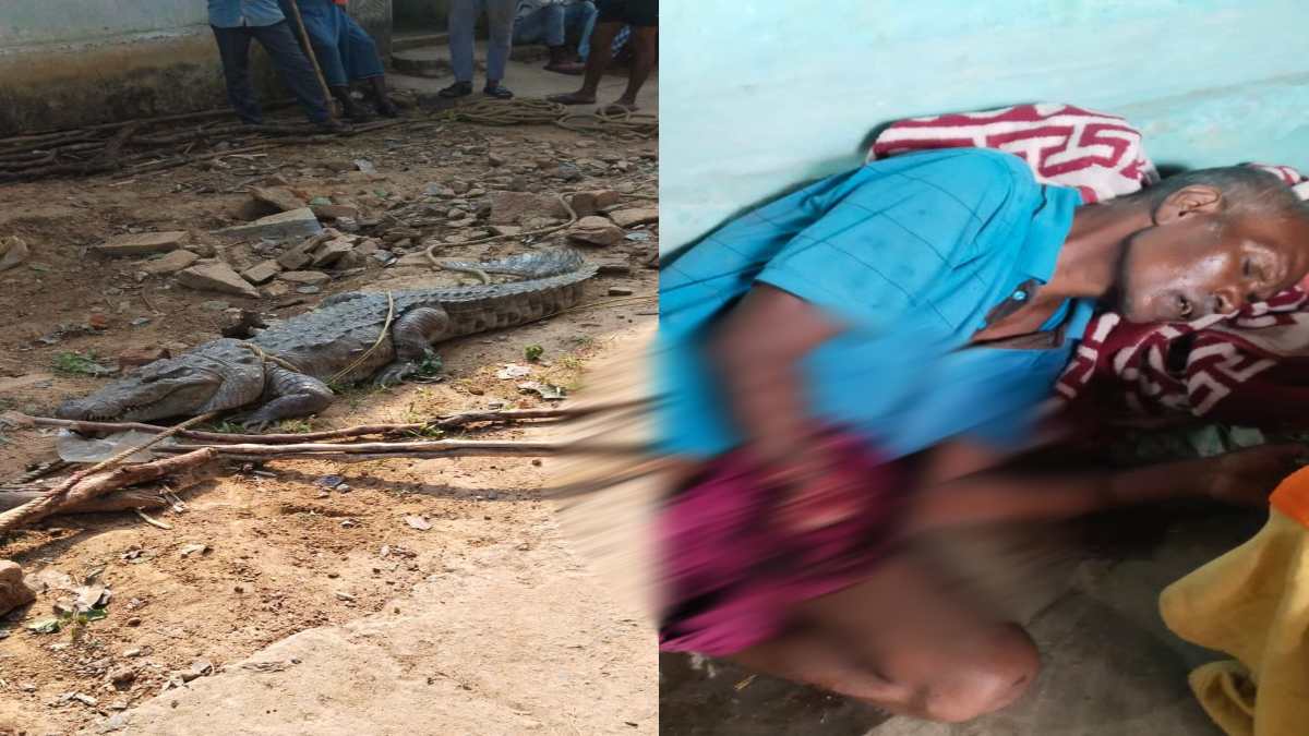 आधी रात घर में घुसा विशालकाय मगरमच्छ, सो रहे नाती पर किया हमला तो मगरमच्छ से भीड़ गया ग्रामीण