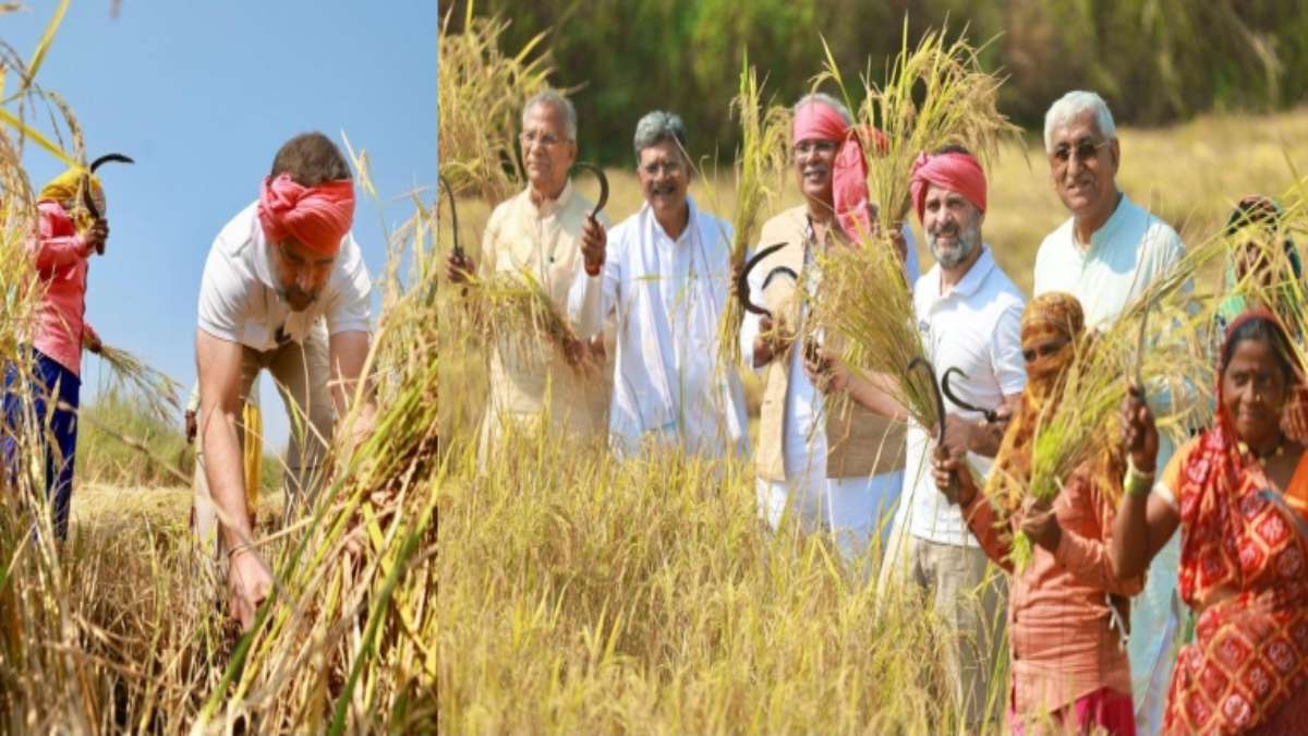 …जब खेत में किसानों के बीच पहुंचे राहुल गांधी : हाथ में हसिया, सिर पर गमछा बांध पहुंचे कठिया गांव, की धान की कटाई, CM भूपेश, सिंहदेव समेत ये नेता भी रहे मौजूद