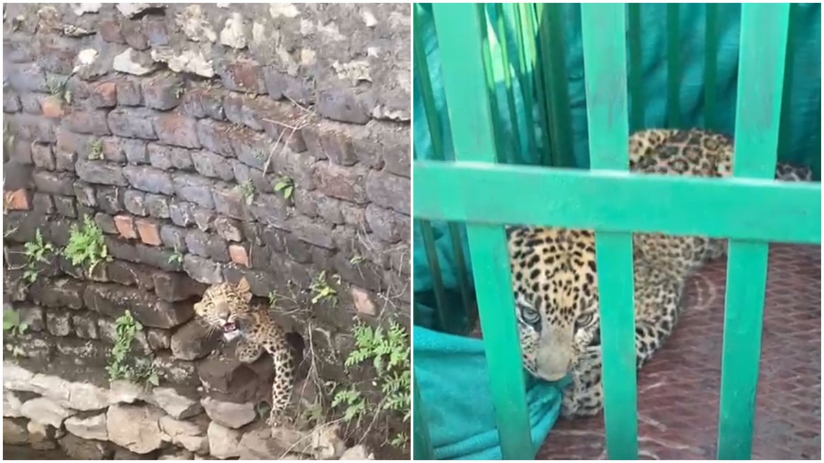 तेंदुए का शावक कुएं में गिरा, वन विभाग ने रेस्क्यू कर जंगल में छोड़ा, मां से बिछड़कर पहुंचा था गांव   