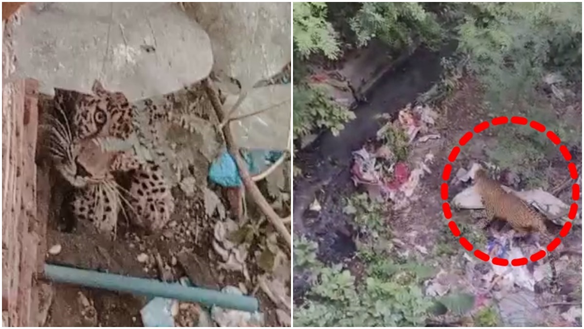 MP में रेलवे कालोनी में तेंदुआ: हमले में एक युवक घायल, रहवासियों में खौफ 