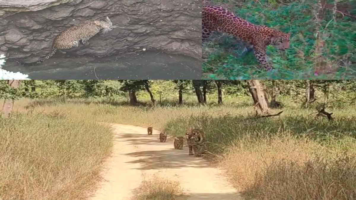 MP: बड़वानी में कुएं में गिरा तेंदुआ रेस्क्यू के लिए नहीं पहुंची टीम, महू में तेंदुए की मूवमेंट से लोगों में दहशत, इधर सतपुड़ा टाइगर रिजर्व से सामने आया रोमांचित VIDEO 