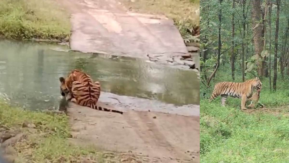 पेंच टाइगर रिजर्व में अनोखा नजाराः मुंह में शिकार दबाए बाघ को देख रोमांचक हुए लोग, Video, पन्ना टाइगर रिजर्व के द्वार पर्यटकों के लिए खुले