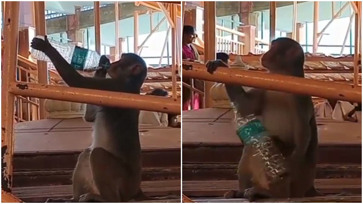 तुम नया खरीद लेना ये मुझे दो: बोतल छीनकर बंदर पीने लगा पानी, तीर्थ यात्री ने कैमरे में कैद किया दृश्य, देखें Video