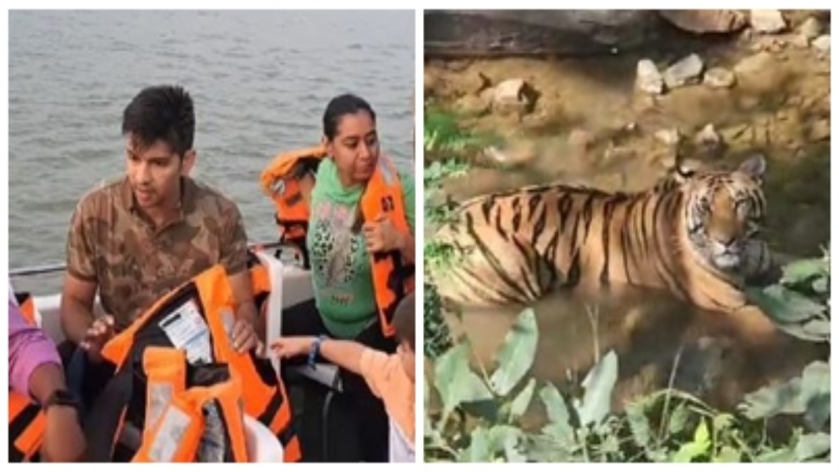 पर्यटकों के लिए आज से फिर खुला सतपुड़ा टाइगर रिजर्व: क्रिकेटर नमन ओझा ने परिवार के साथ की जंगल सफारी, पहले ही दिन टाइगर का हुआ दीदार, देखें VIDEO   