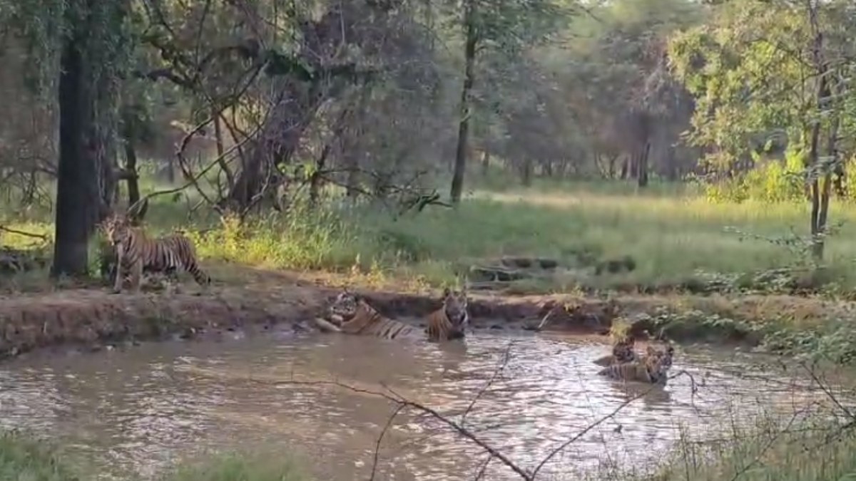 पन्ना टाइगर रिजर्व में रोमांचित करने वाला नजारा: पानी में अटखेलियां करते दिखे एक साथ 5 बाघ, VIDEO वायरल 