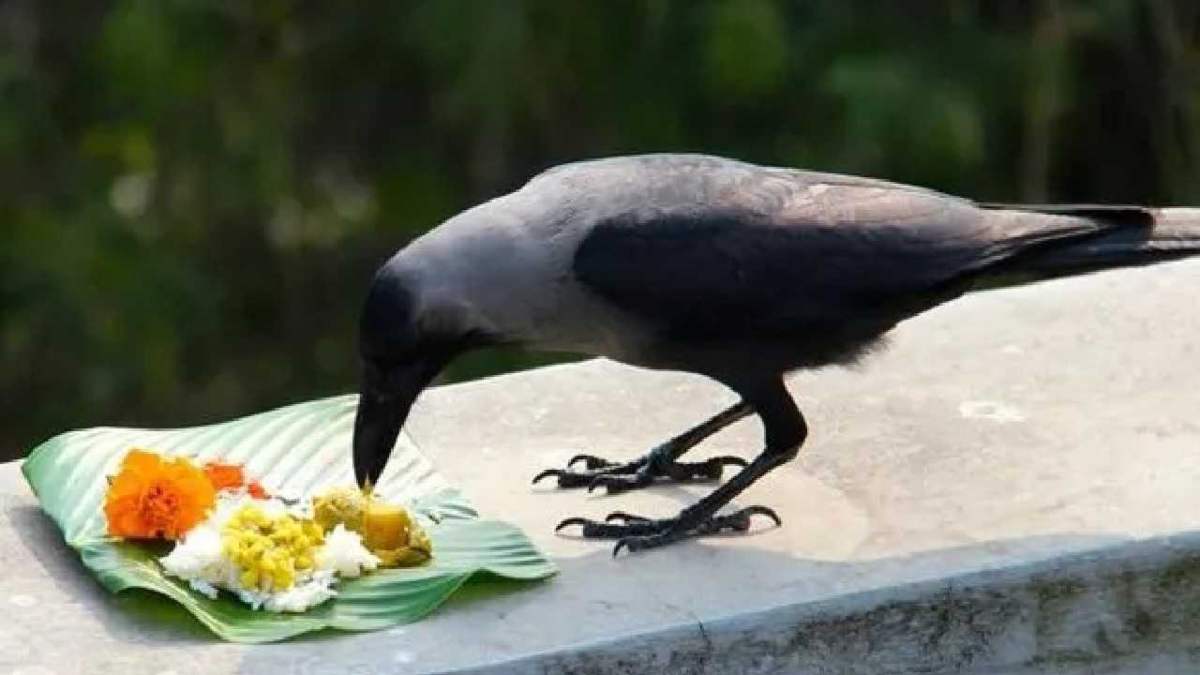Pitru Paksha 2023: पितृ पक्ष में कौए को भोजन कराने का होता है विशेष महत्व, दिखे ये संकेत तो समझें मिलेगा शुभ संदेश