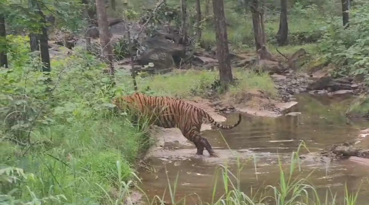 Satpura Tiger Reserve: नदी पार करते दिखा टाइगर, प्रबंधन ने वीडियो जारी कर कैप्शन में लिखा- भाई-बहन पूल में अच्छा समय बिता रहे, देखें वीडियो