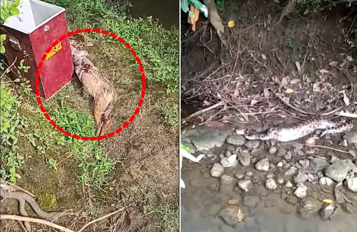 Video : जिंदा सियार निगल गया अजगर, देखने वालों की फटी रह गई आखें