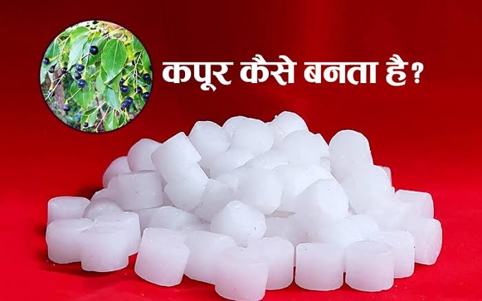 Camphor Used in Puja: पूजा में इस्तेमाल होने वाला कपूर आखिर कैसे बनता है? जाने इसका पूरा प्रोसेस