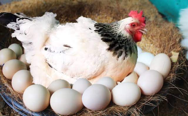 Egg-Chicken: अंडे-चिकन के बारे में फैलाई जा रहीं अफवाहों से संघ चिंतित, किये कार्रवाई की मांग
