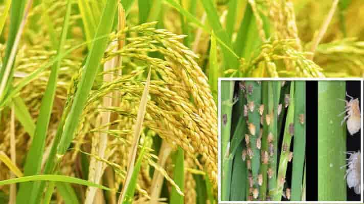 Paddy Crop: धान की खड़ी फसल को इस कीट से हो सकता है नुकसान , ऐसे करें बचाव