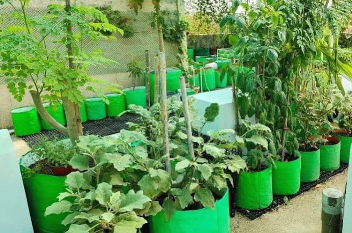 Gardening Tips- छत या टेरेस गार्डन पर करना चाहते हैं बागवानी, तो ग्रो बैग में लगाएं पौधे, जाने ग्रो बैग में पौधे लगाने की विधि