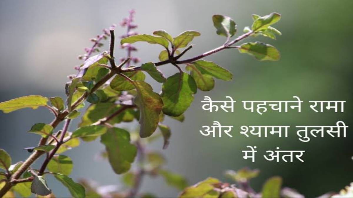 रामा और श्यामा तुलसी के पौधे में क्या है अंतर? जानिए घर में किस दिन और किस दिशा में लगाना होगा शुभ