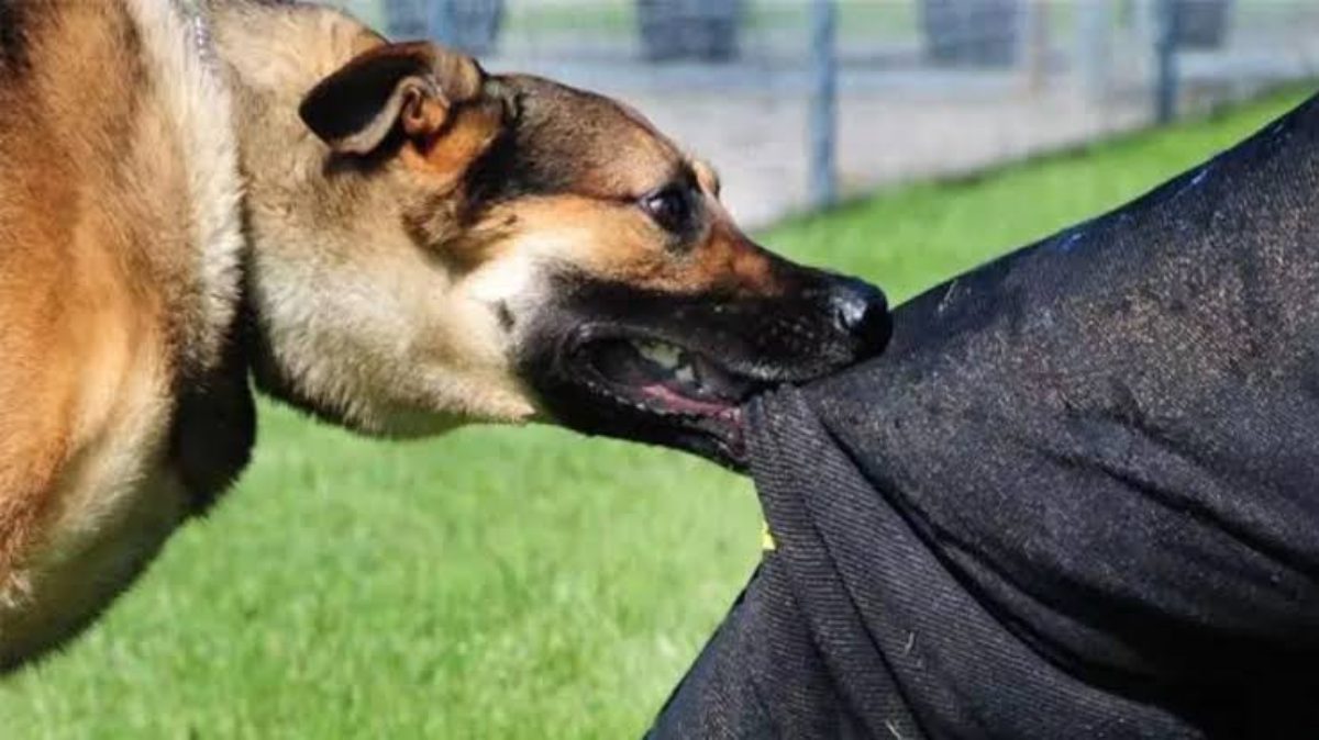 Rabies Symptoms Sppear After 10 Years: लापरवाही ना करें ! कुत्ते के काटने का असर दिख सकता है 10 साल बाद भी , तब जान बचाना हो सकता है मुश्किल