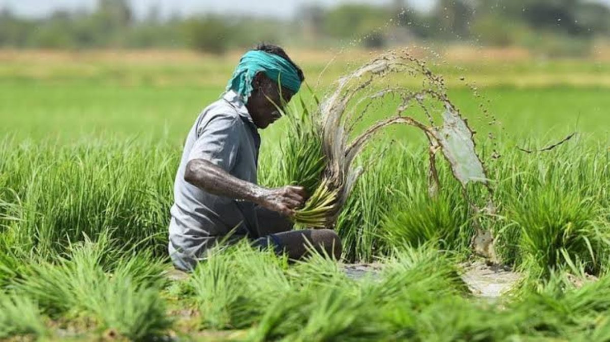 PM Fasal Bima Yojana: PMFBY की सच्चाई, फसल बीमा योजना से किसानों को नहीं कंपनी को हो रहा फायदा, शर्तों को हटाने की मांग