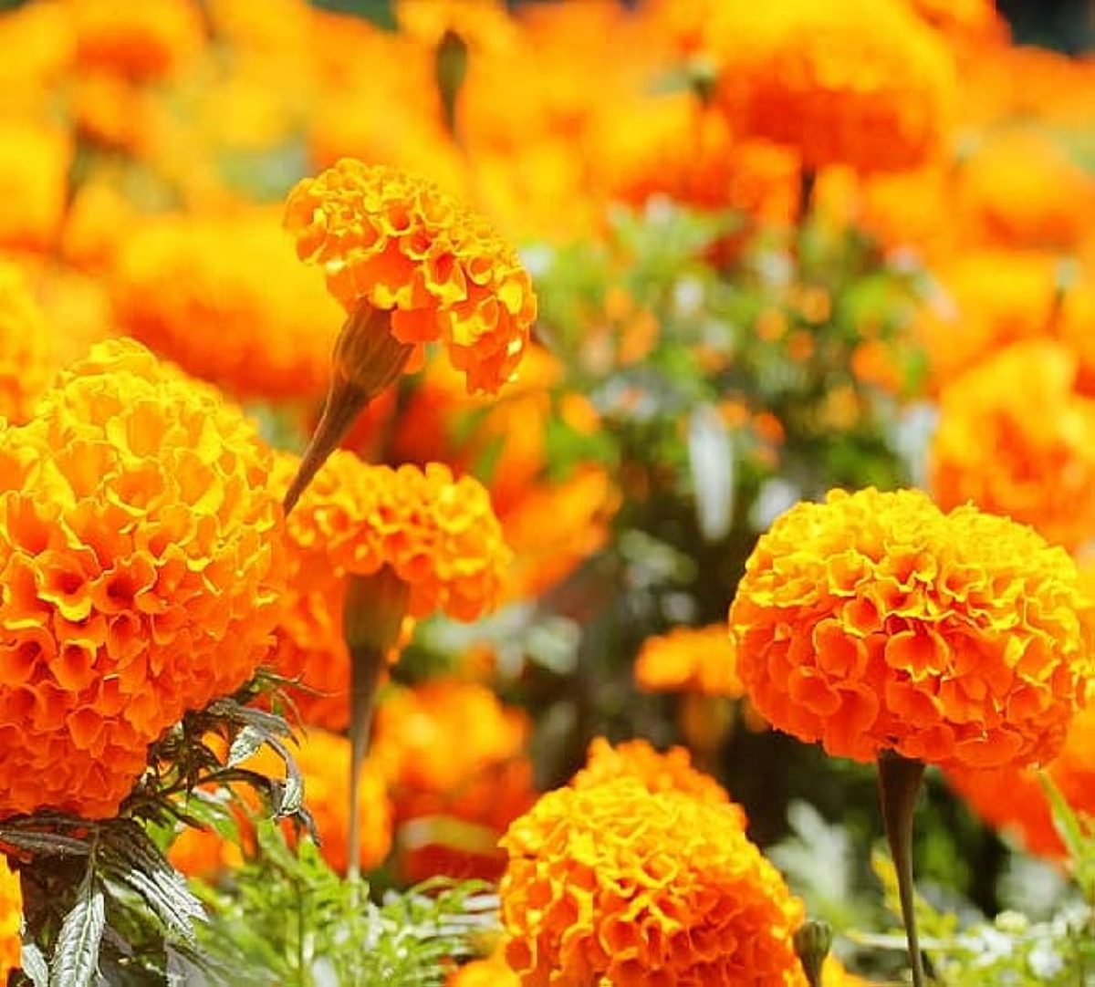 Odisha News: बगीचे से पौधा चुराने पर एक नाबालिक की हत्या कर फांसी पर लटकाया , घटना की जांच में जुटी पुलिस