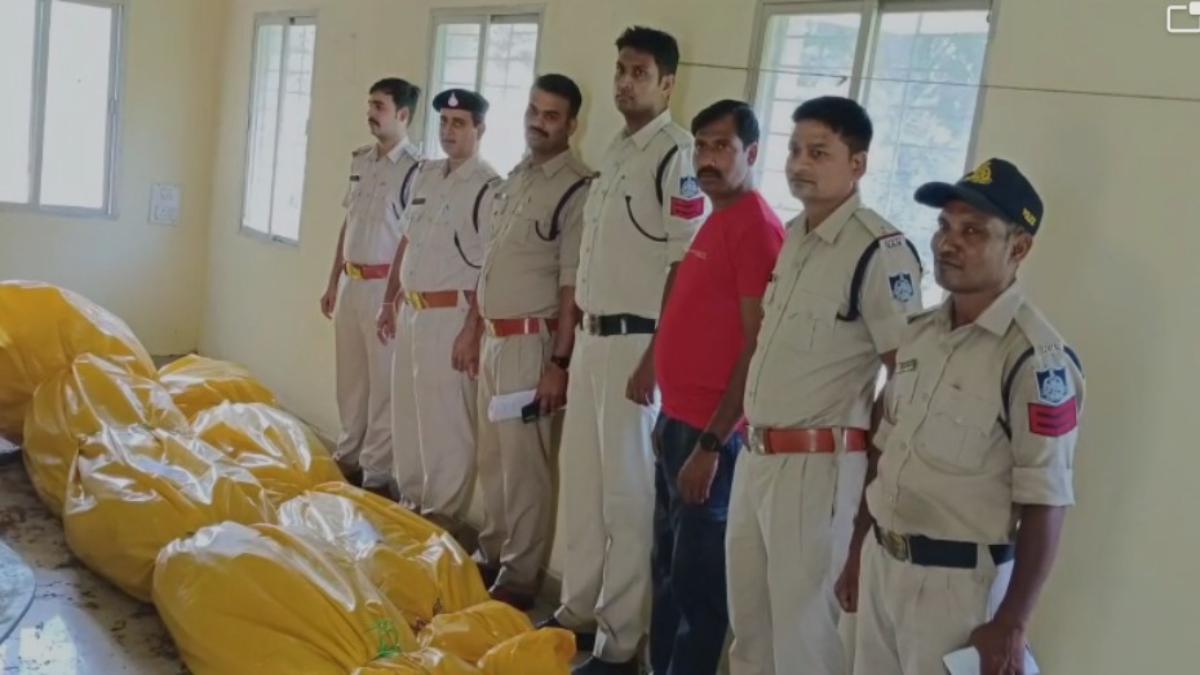 पुलिस की बड़ी कार्रवाईः डेढ़ लाख का गांजा जब्त, घर के पीछे लगा रखे थे गांजे के पौधे