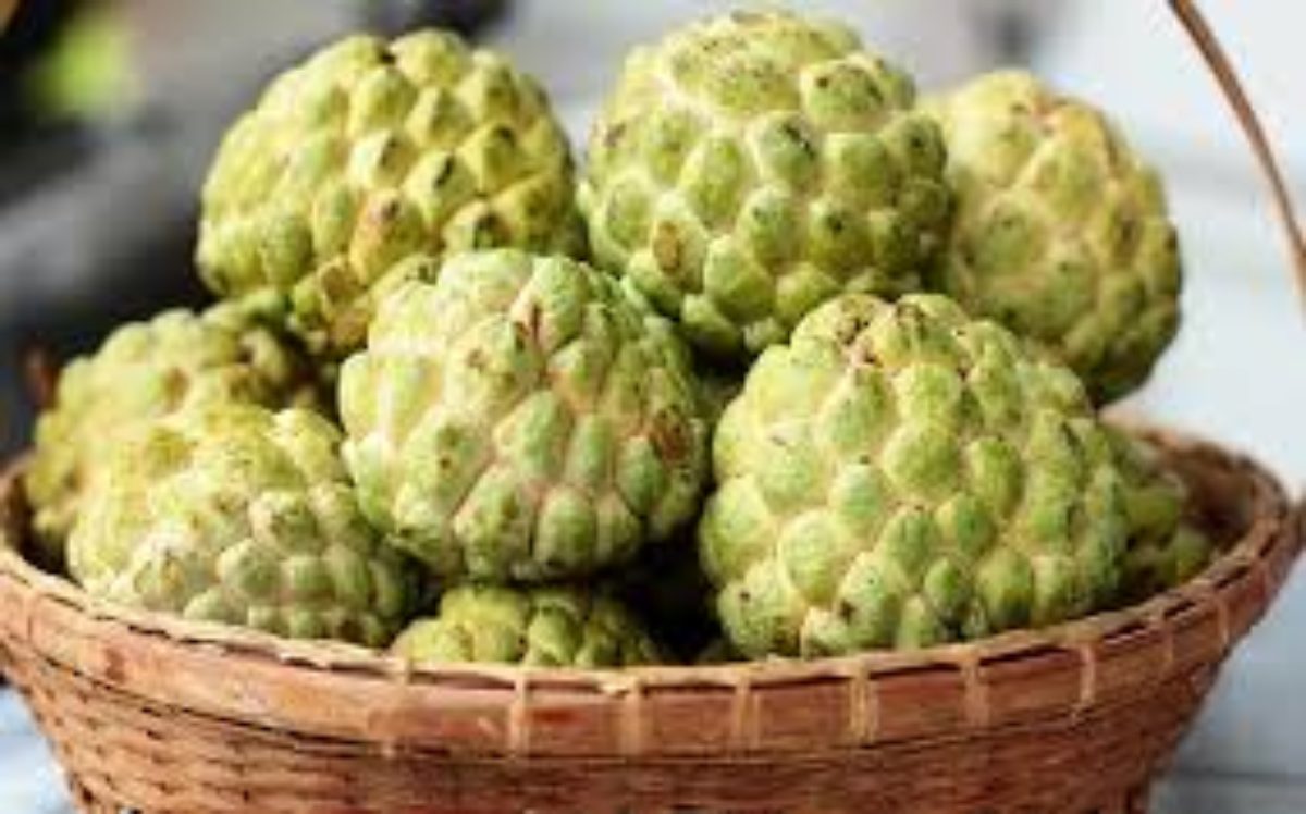 Health Benefits of Custard Apple: मार्केट में आने लगा है सीताफल, आप भी जरूर खाएं और लें इसके फायदे