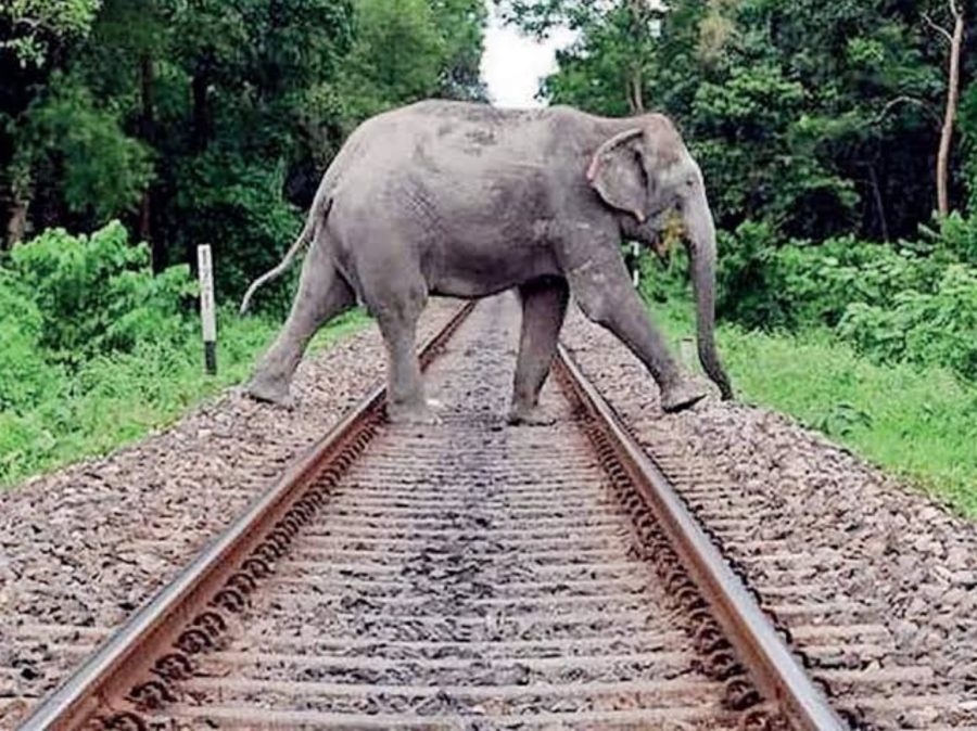 Odisha News: क्योंझर में मालगाड़ी की चपेट में आने से मादा हाथी की मौत