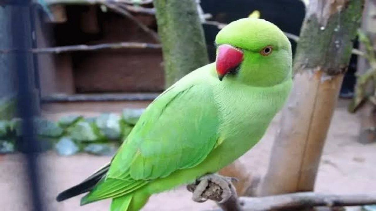 Vastu Tips: वास्तुशास्त्र में तोता पालना माना जाता है बहुत शुभ, यहां जाने घर में तोता पालने के नियम