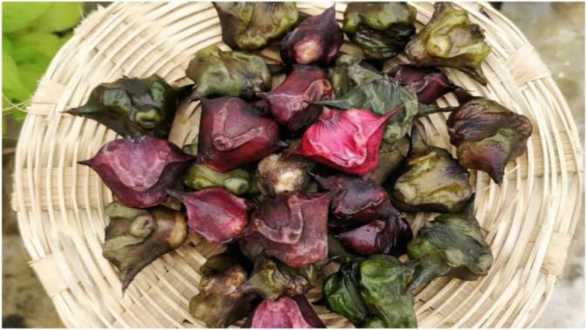 Water Chestnut Benefits: इस मौसम में खूब आ रहा सिंघाड़ा, जाने इसे खाने के फायदे