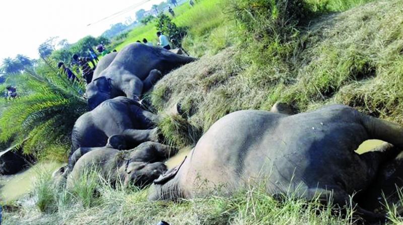 ओड़िशा वन विभाग की नाकामियाबी ? पिछले आठ सालों में 698 हाथि, 48 तेंदुए और 7 बाघों की मौत