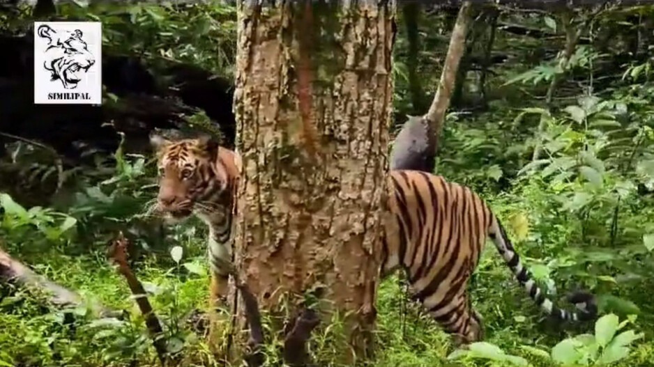 4 शावकों को जन्म देने के बाद ओडिशा के जंगल में ऐसे दिखी टाइगरेस, देखें Video