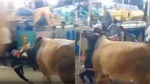 केंद्रीय मंत्री का सुरक्षा घेरा तोड़ रावण दहन कार्यक्रम में घुसा सांड़, मची भगदड़