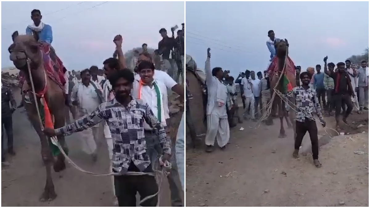 MP में प्रचार का अनोखा तरीका: ऊंट पर सवार होकर वोट मांग रहे उम्मीदवार, Video हुआ वायरल  