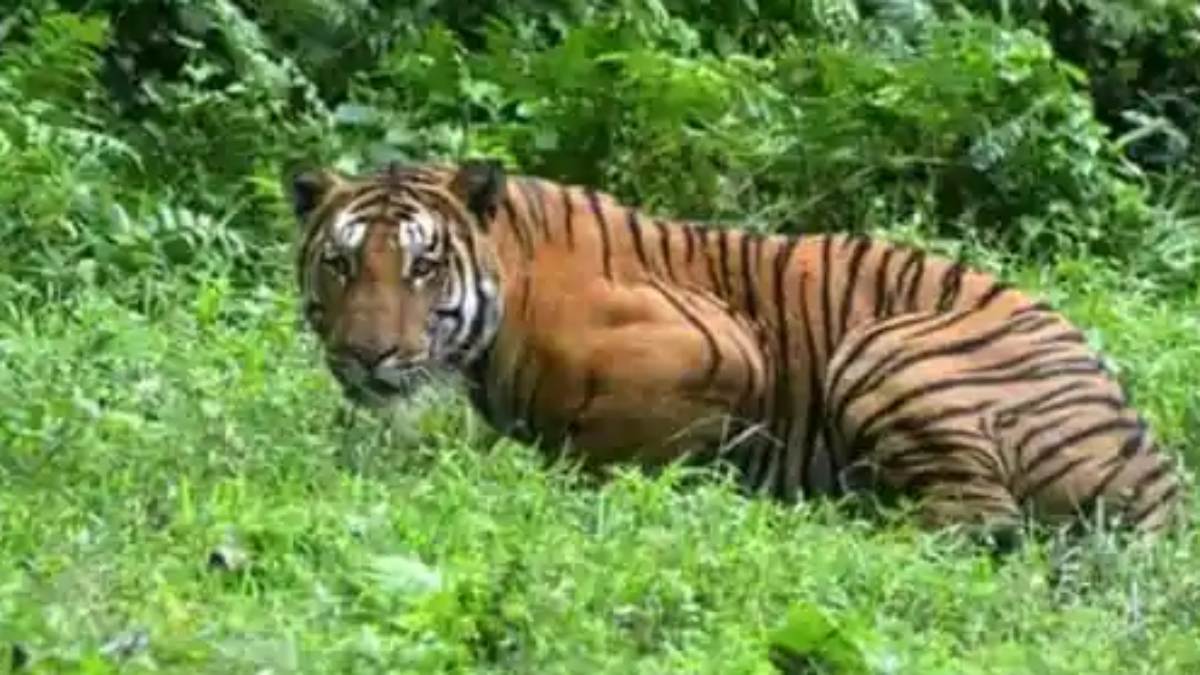 टाइगर के लिए सेफ नहीं टाइगर स्टेट: यहां बाघ का शिकार कर अवशेष को जलाया, दांत, नाखून और मूंछ ले गए शिकारी