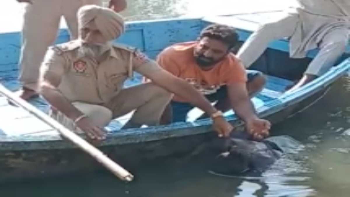 Punjab News : मधुमक्खियों से बचने के लिए नदी में उतरी महिला, डूबने से मौत