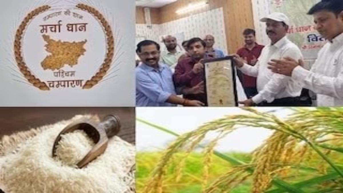 धान की इस किस्म को मिली विश्वव्यापी पहचान, जीआई टैग मिलने से किसानों में खुशी