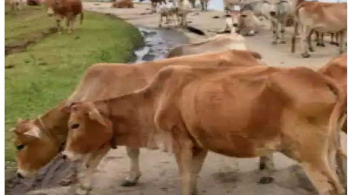 ये है छत्तीसगढ़ की इकलौती रजिस्टर्ड गाय, पालन में विभाग भी देता है सहयोग…