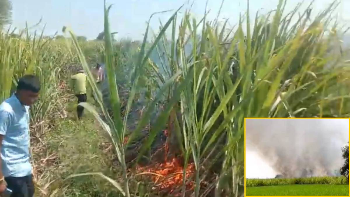 CG BREAKING : 15 एकड़ गन्ने के खेत में लगी भीषण आग, लाखों का फसल बर्बाद, आग बुझाने में जुटे किसान