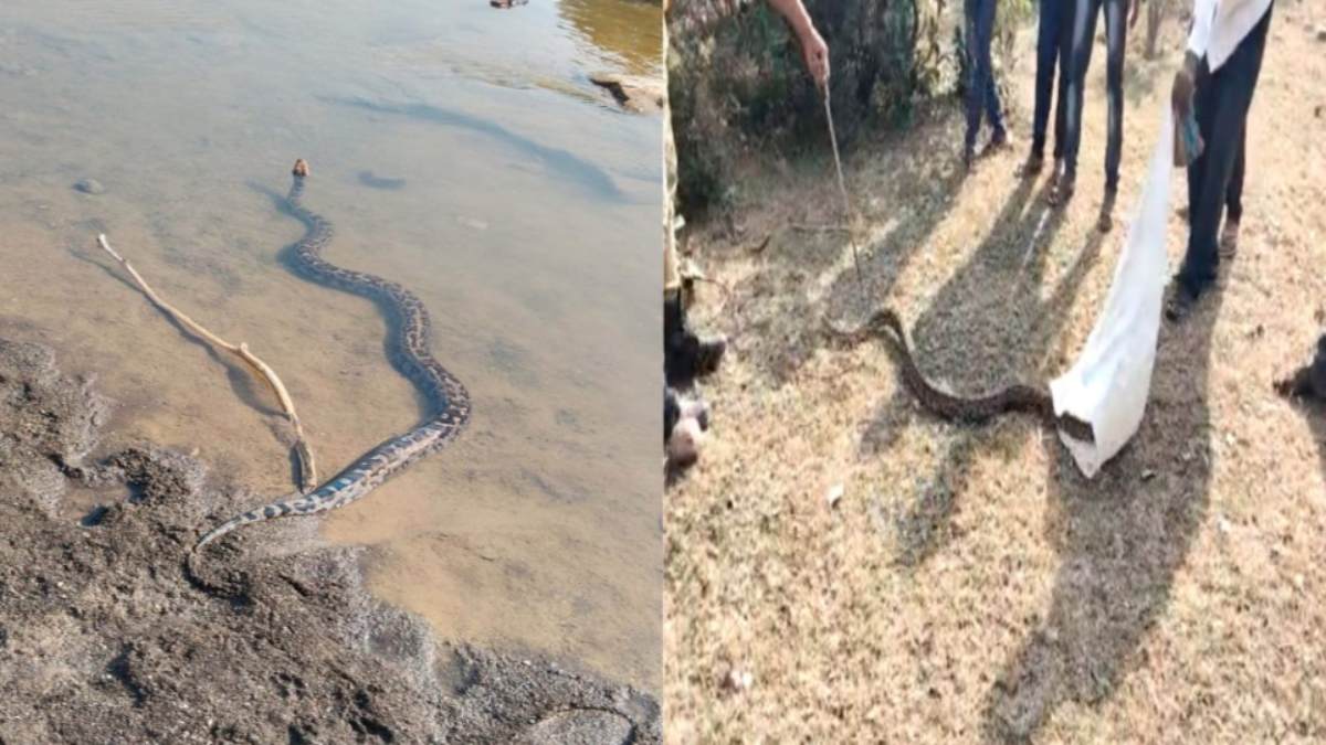 VIDEO: खरगोन में नदी किनारे मिला 8 फीट लंबा अजगर, टीकमगढ़ में पायथन मिलने से मचा हड़कंप, वन विभाग ने रेस्क्यू कर जंगल में छोड़ा