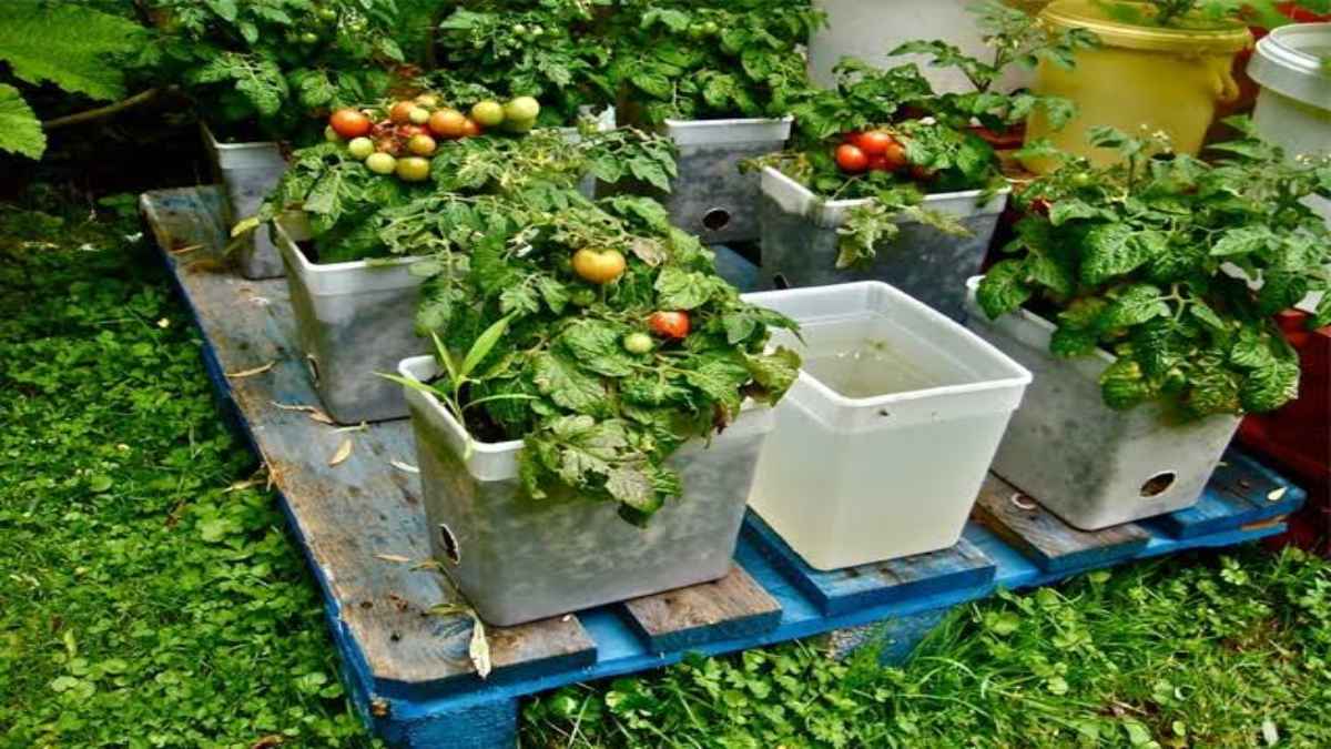 Kitchen Garden : अक्टूबर में लगाएं ये सब्जियां, सर्दी में मिलेगी घर की ताजी सब्जियां…