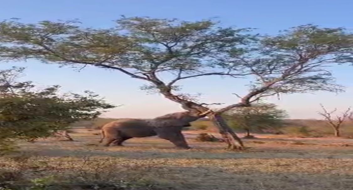 Wild Animal: जंगल का राजा ‘शेर’ की हाथी के ताकत के सामने नहीं चलती, पन्ना टाइगर रिजर्व से आया Video