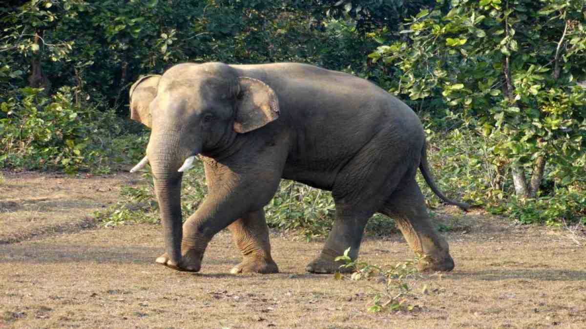 यहां फिर मिला हाथी का शव, अब तक इतने हाथियों की हो चुकी मौत