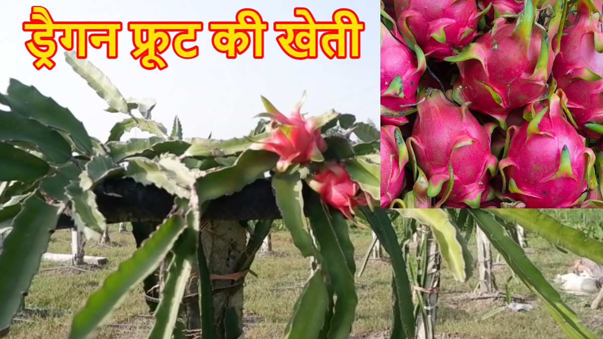 Agriculture : ड्रैगन फ्रूट की खेती से किसान हो रहे मालामाल, एक बार लगाएं और लगातार 25 साल तक कमाएं लाखों रुपए