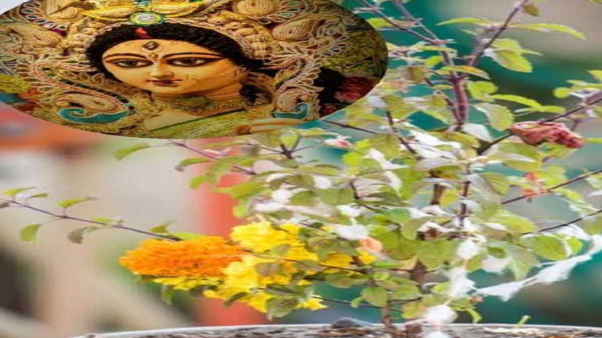 शारदीय नवरात्रि 2023 : नवरात्रि के 9 दिनों में करें तुलसी के ये उपाय, दूर होंगे सभी कष्ट