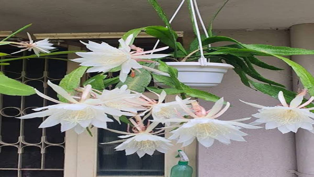 घर पर लगाएं ब्रह्म कमल का फूल, साल में एक बार खिलने वाला यह कमल माना जाता है बहुत शुभ …